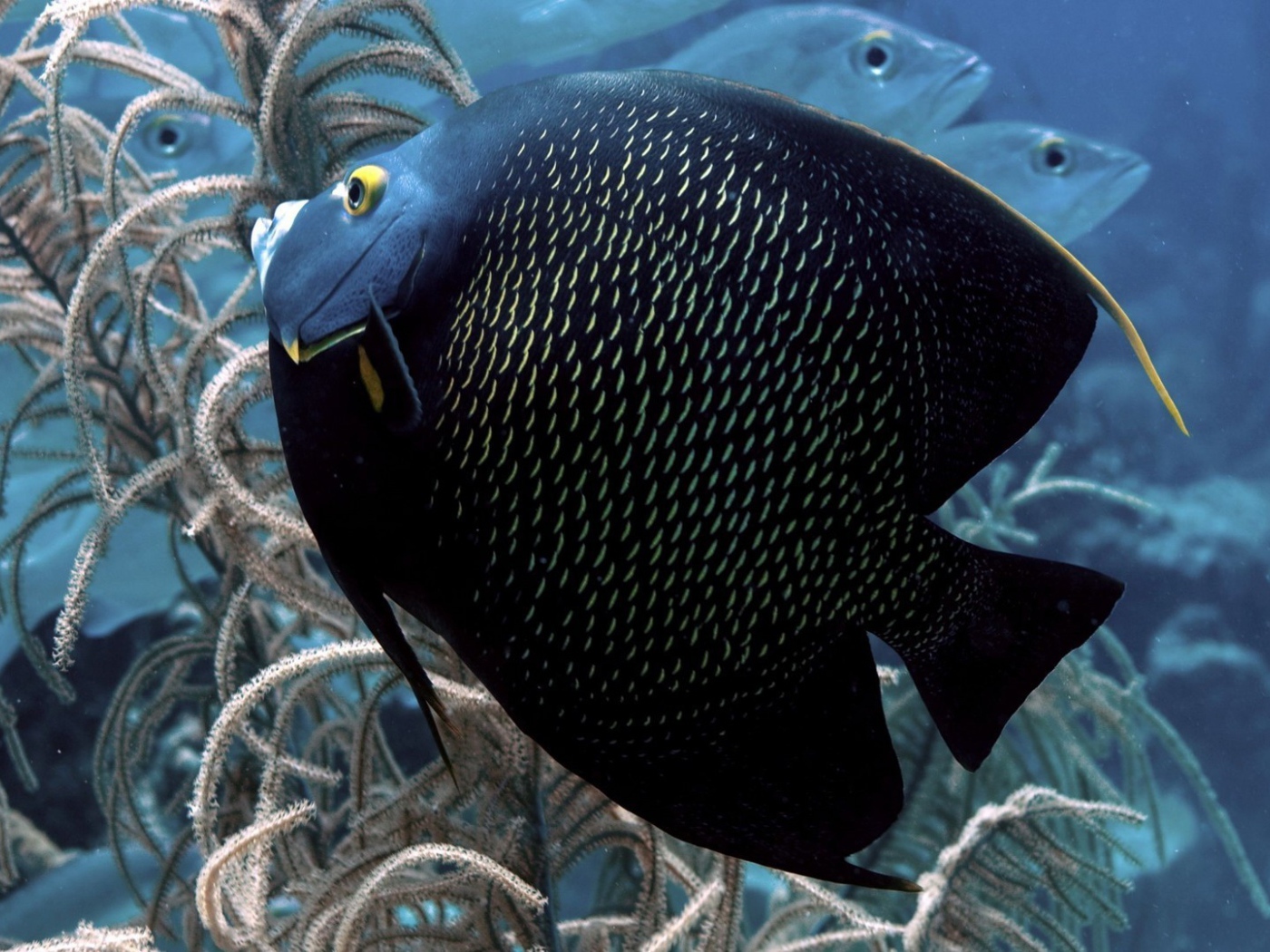 Black tropical fish