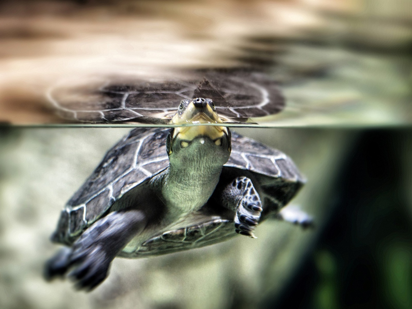 Нос черепахи торчит из воды