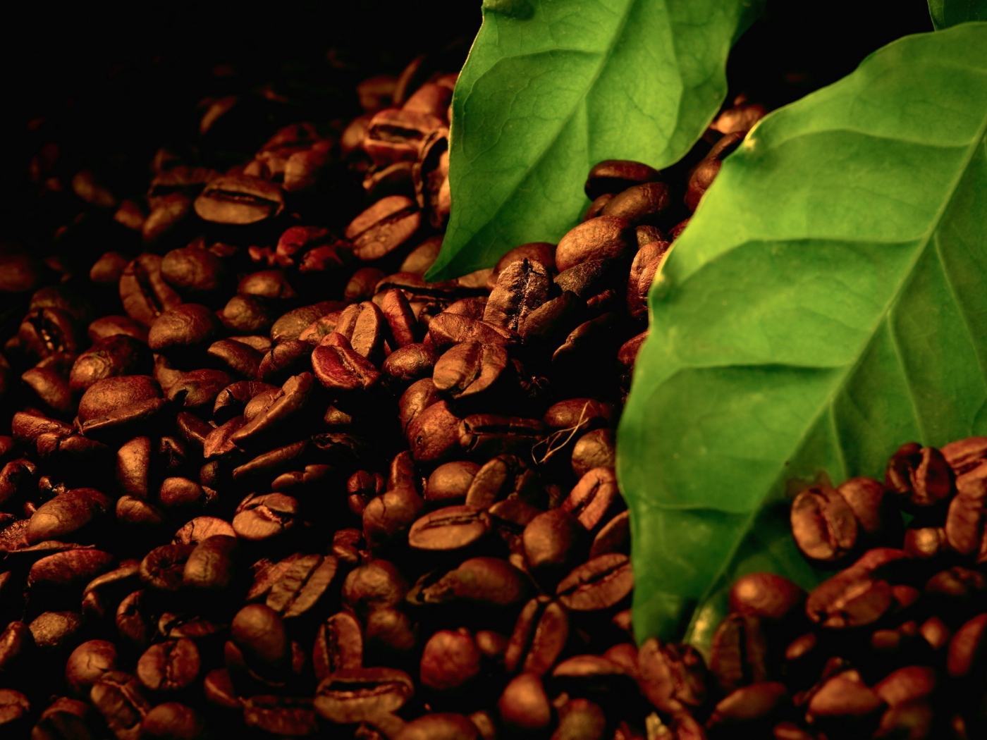 Листья на зернах свежего кофе