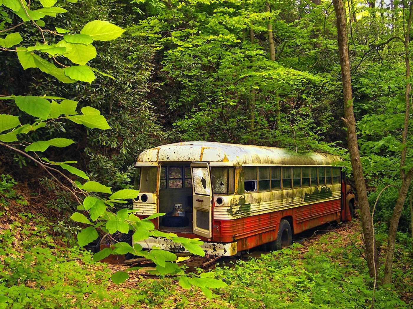 Ржавый автобус в зарослях