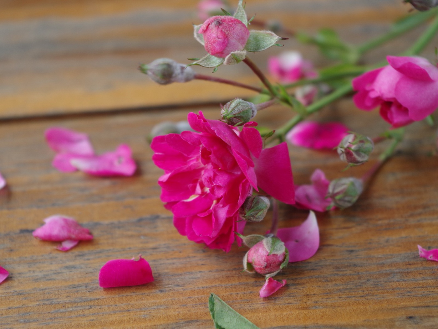 Розовый цветок среди лепестков на деревянной поверхности