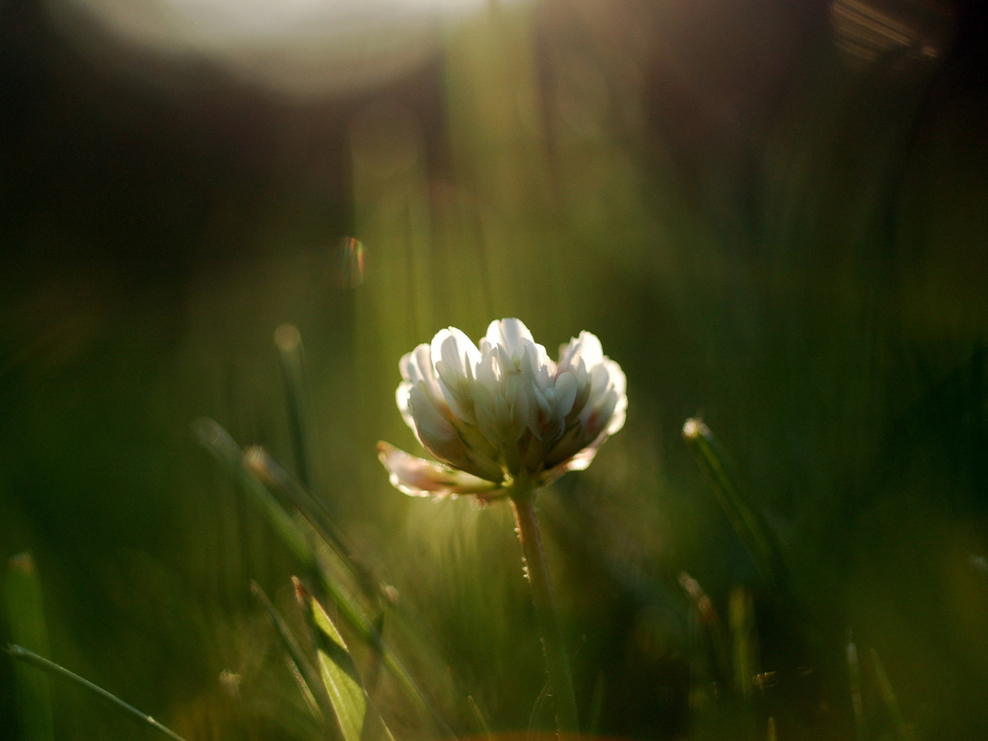 Белый цветок в зеленой траве