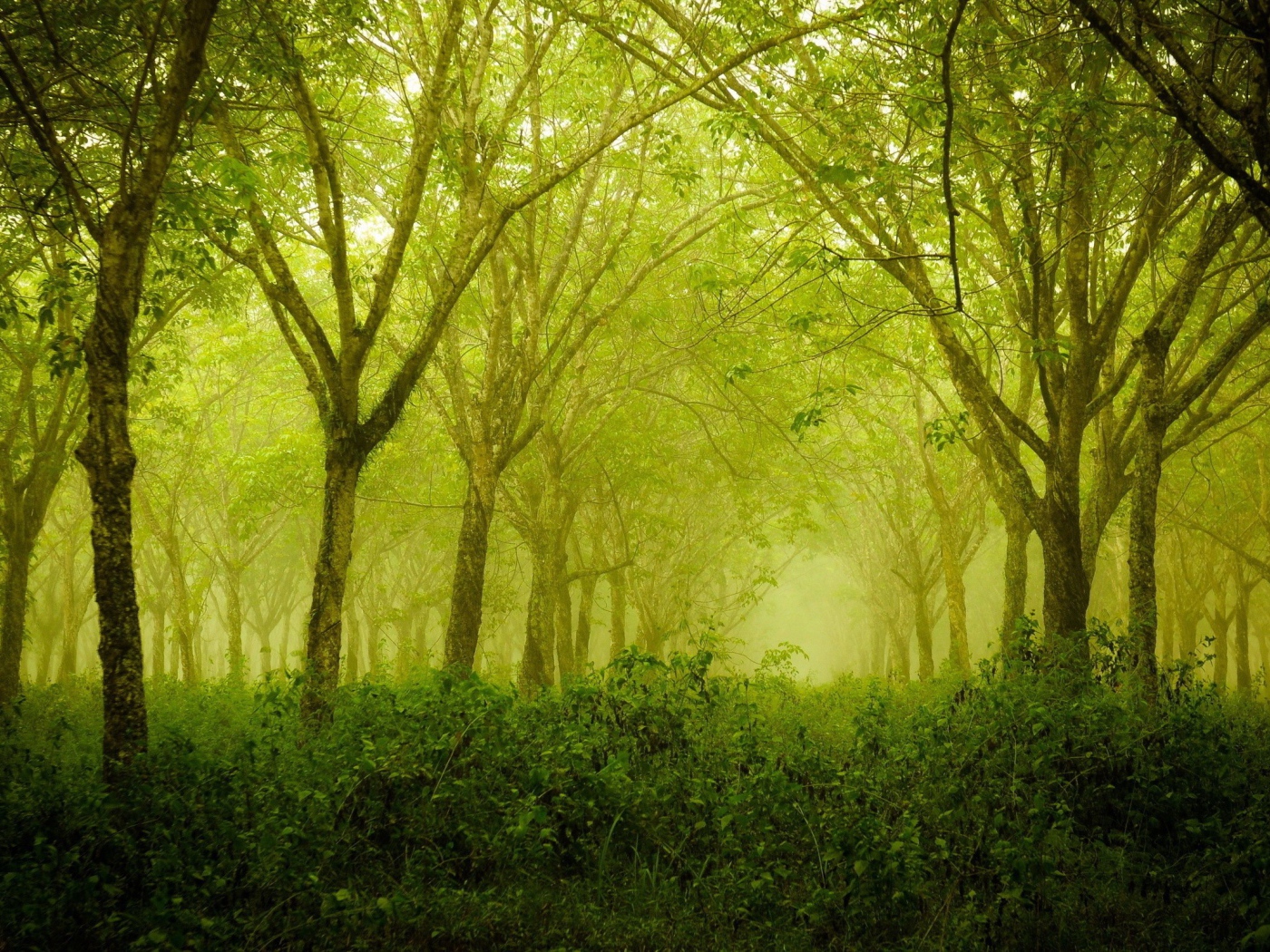 Зеленая дымка в лесу