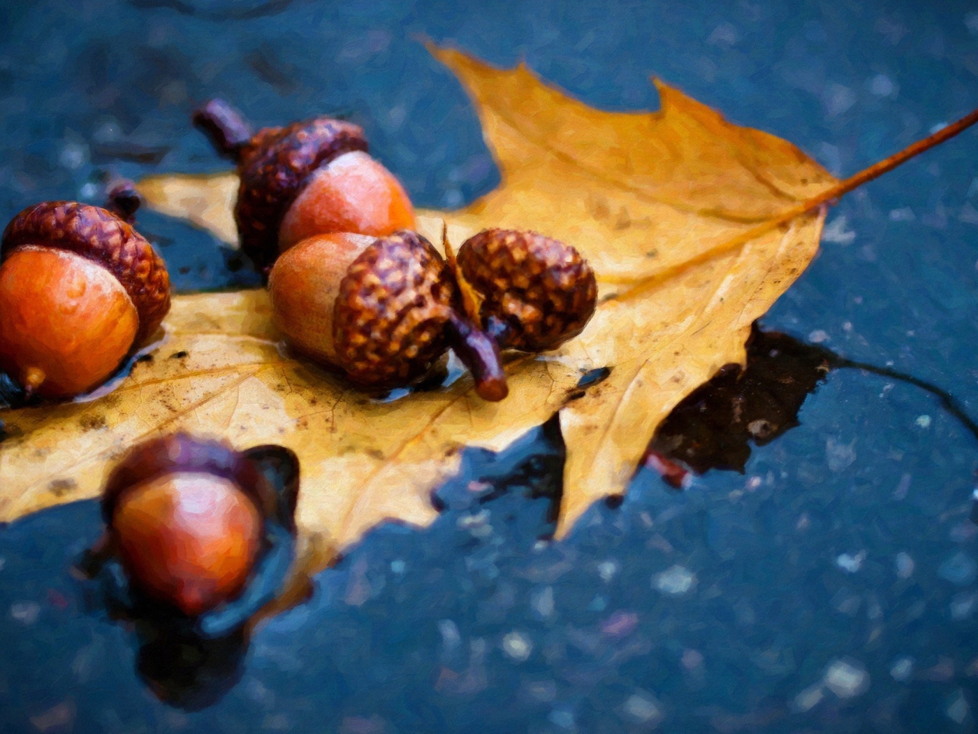 Желуди и дубовый лист под осенним дождем