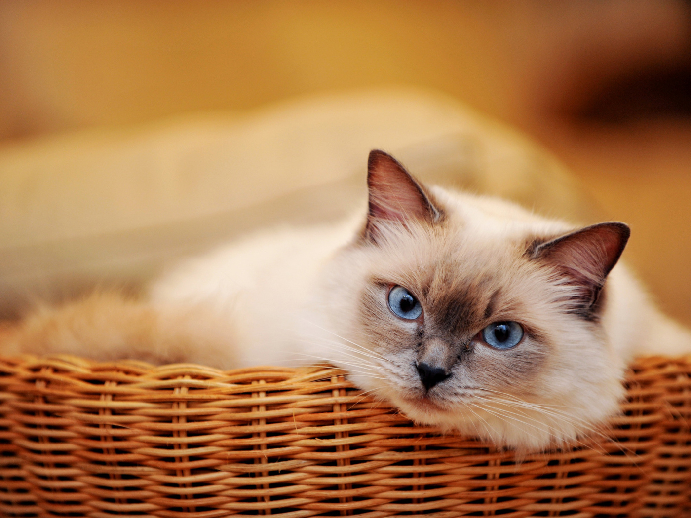 Голубоглазый красивый кот лежит в плетеной корзине