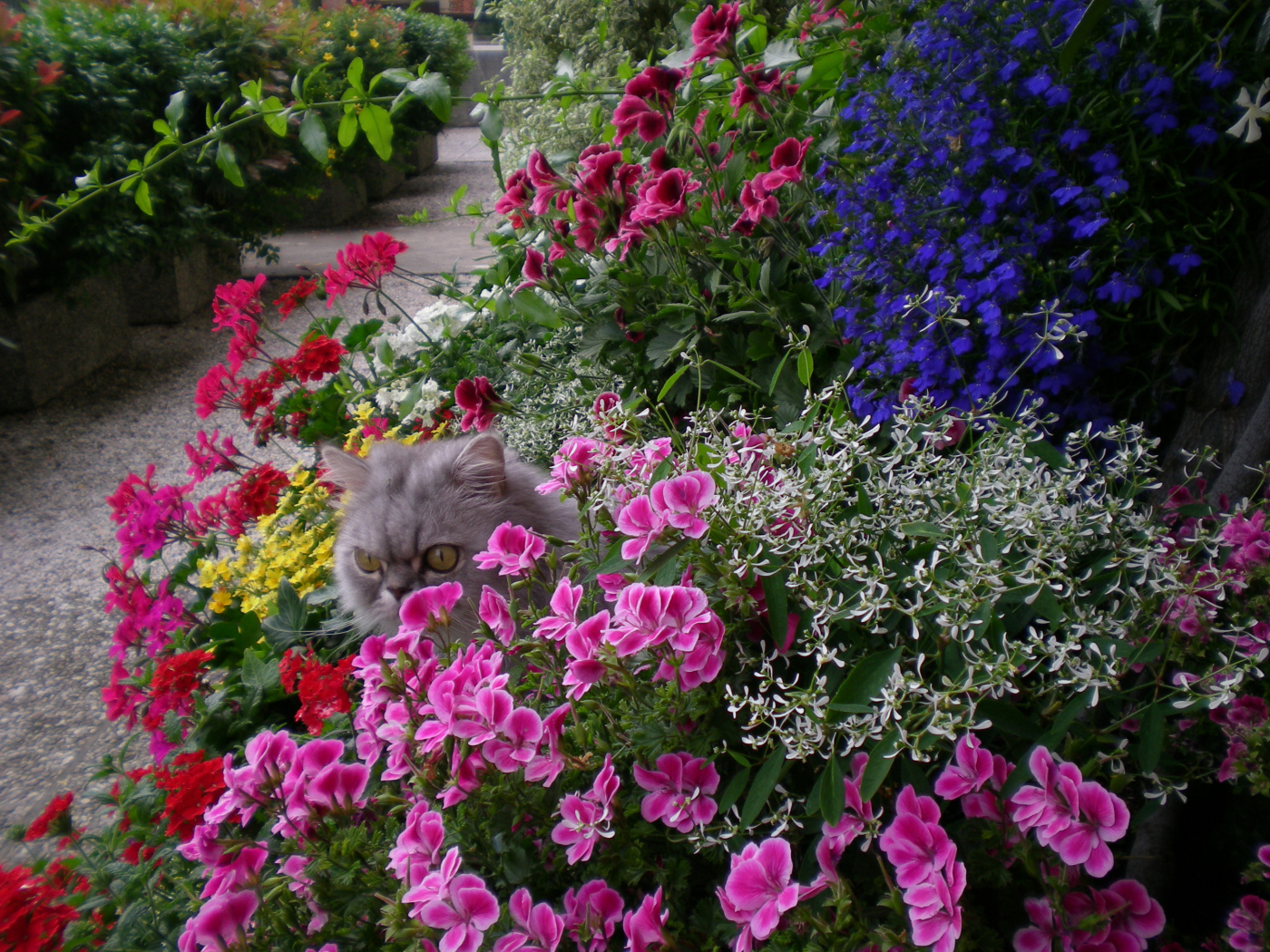 A gray cat hides in the colors of geraniums