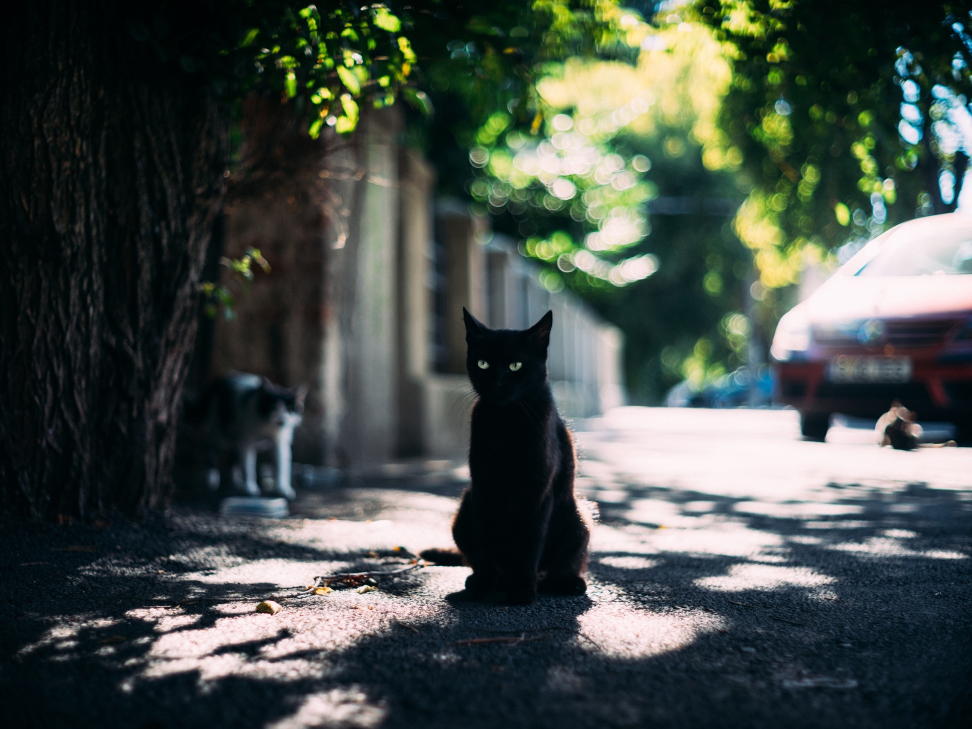 Черный зеленоглазый кот сидит в тени дерева