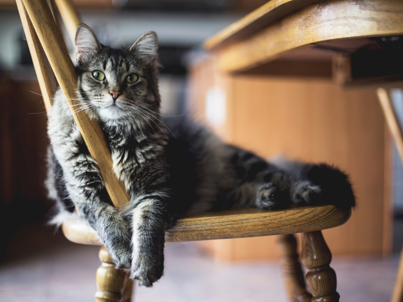 Серый пушистый кот лежит на стуле 