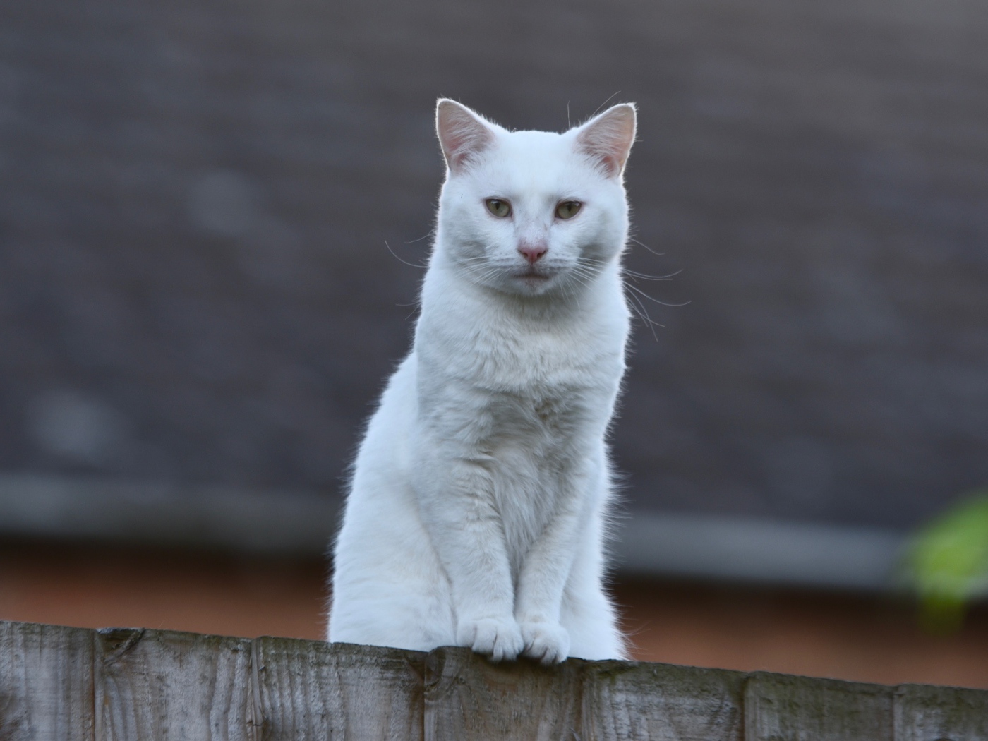 Грустный белый кот сидит на заборе