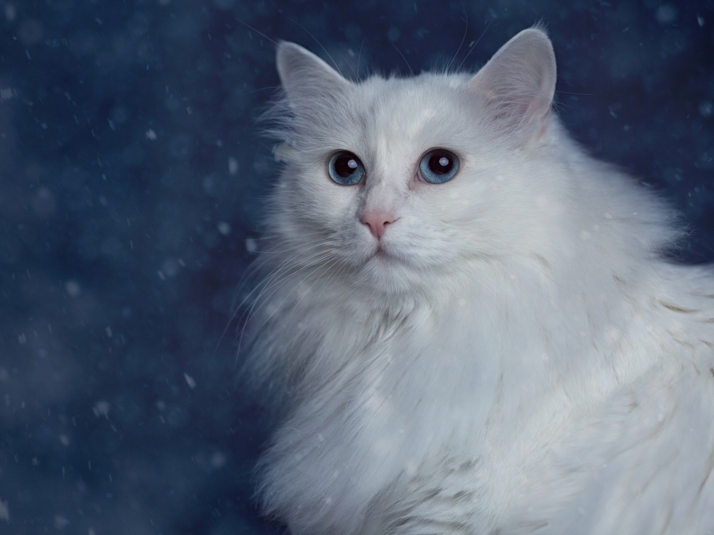 Белый пушистый красивый кот с голубыми глазами