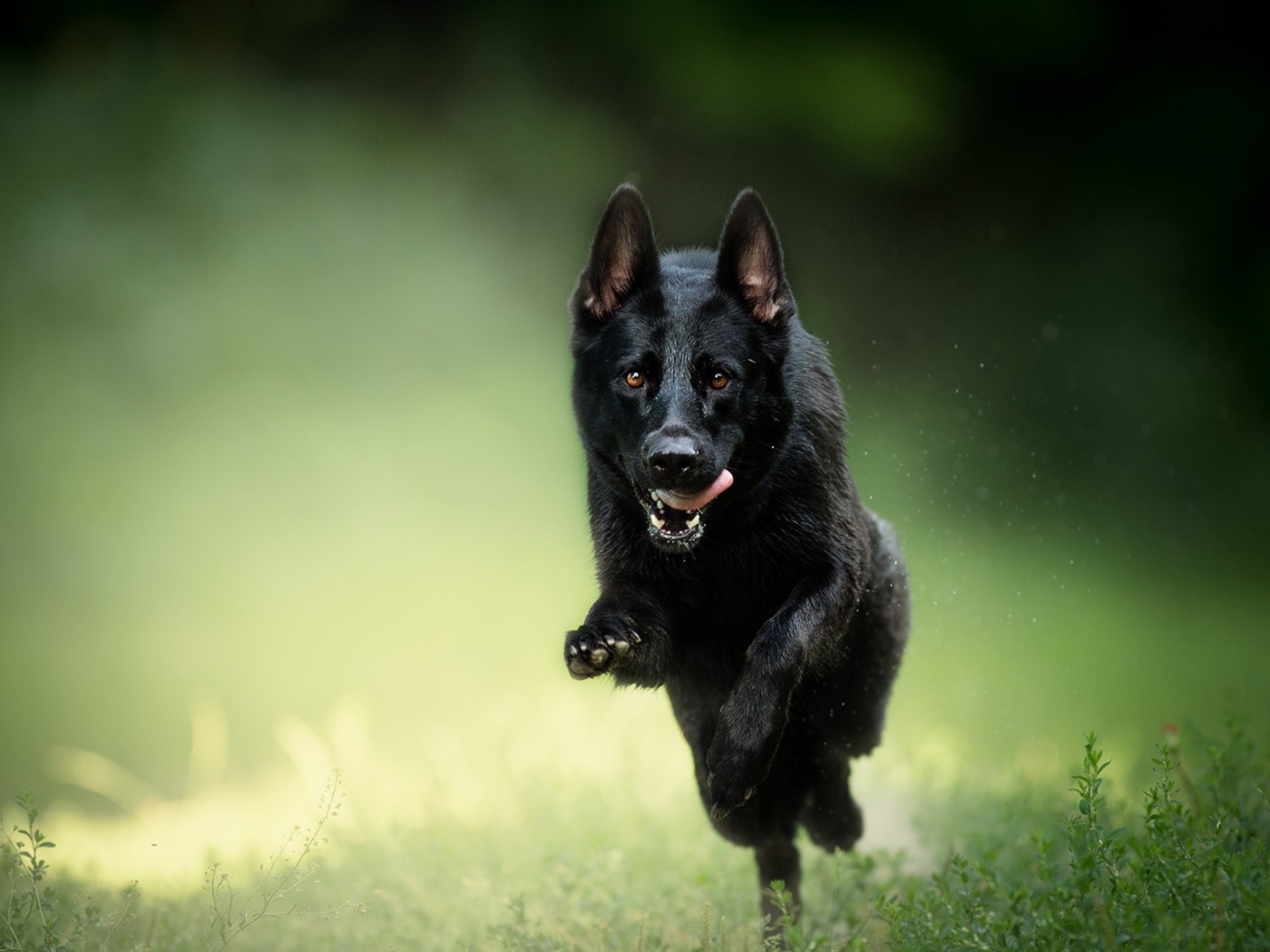 Черная овчарка бежит по траве с высунутым язык