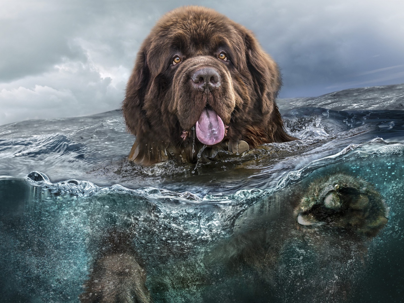 Большая собака породы ньюфаундленд плавает в воде