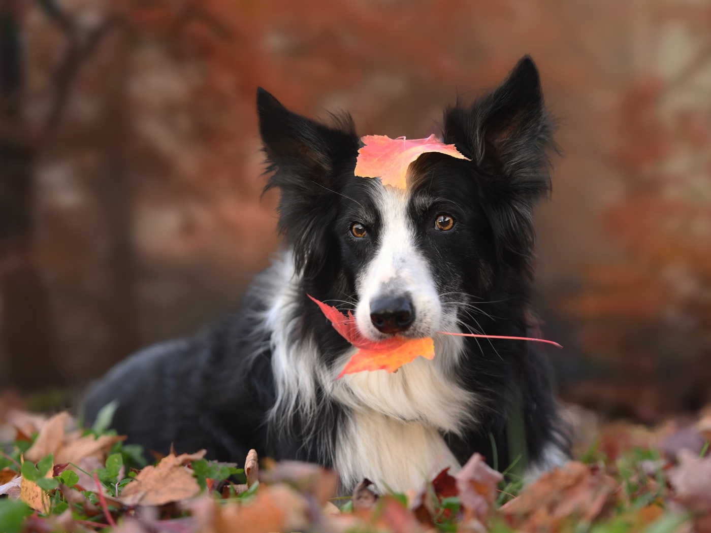 Собака породы бордер колли с желтым листом во рту