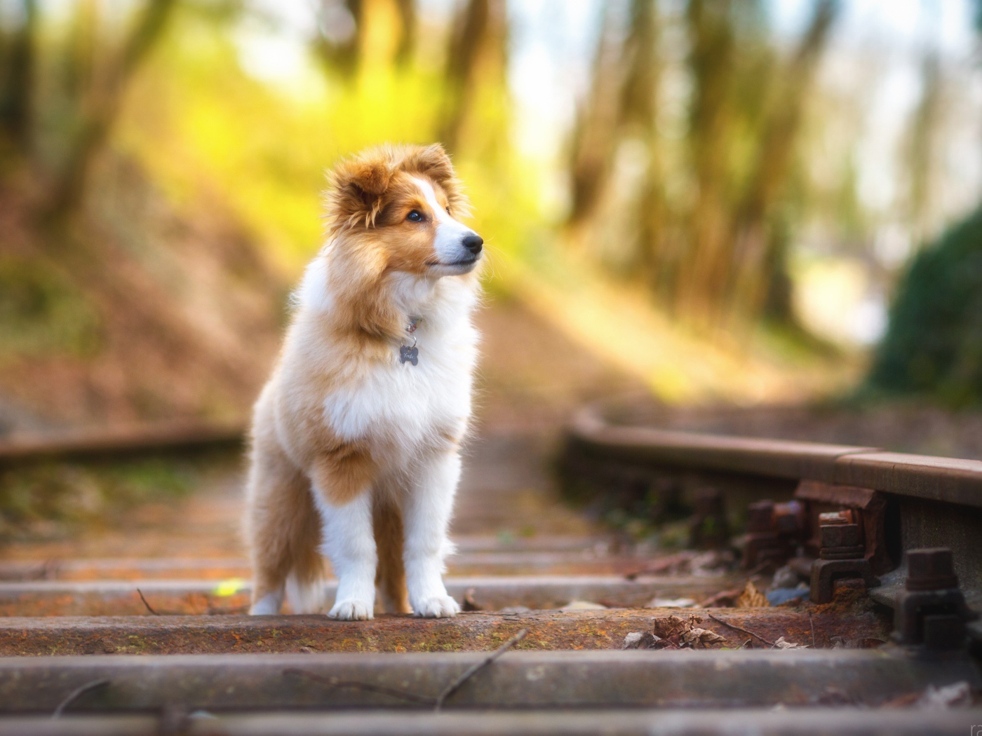 Собака породы Шетландская овчарка стоит на железнодорожных рельсах