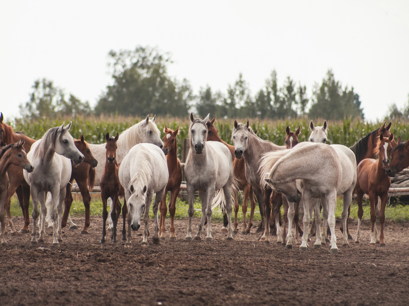 Большое стадо красивых белых и коричневых лошадей