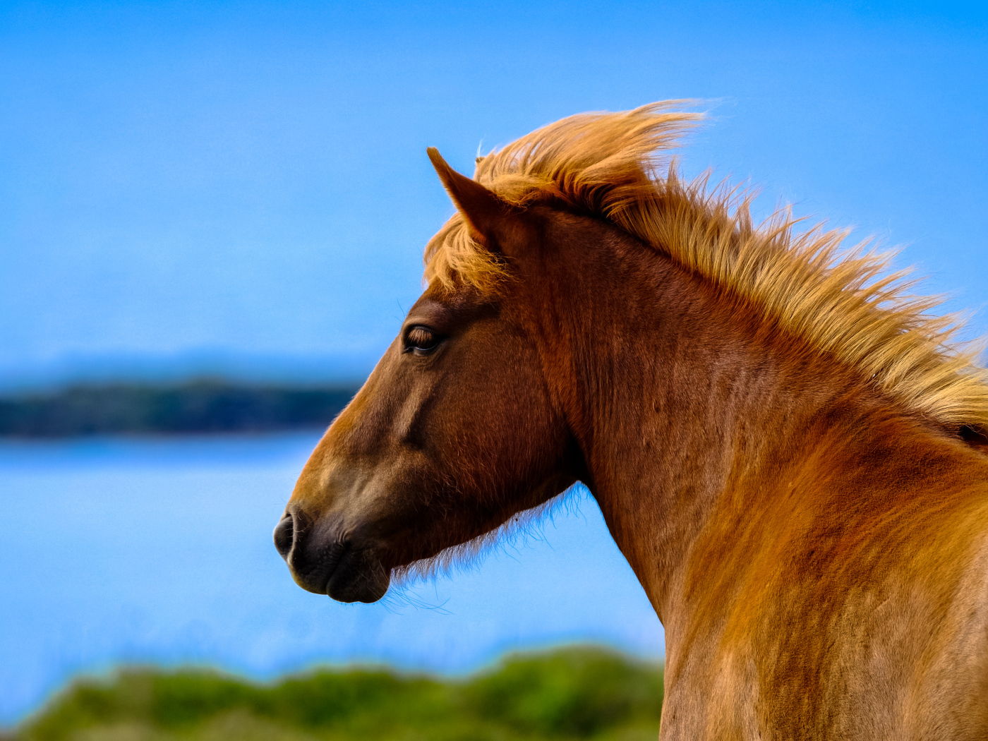 Голова лошади на фоне голубого неба крупным планом