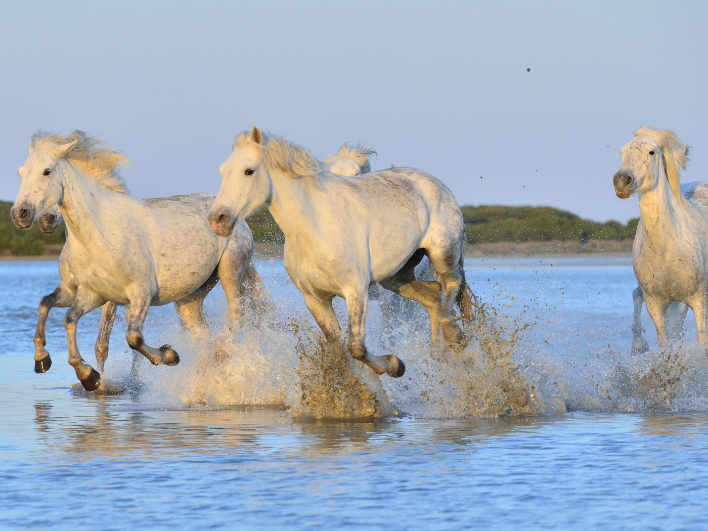 White horses run on water