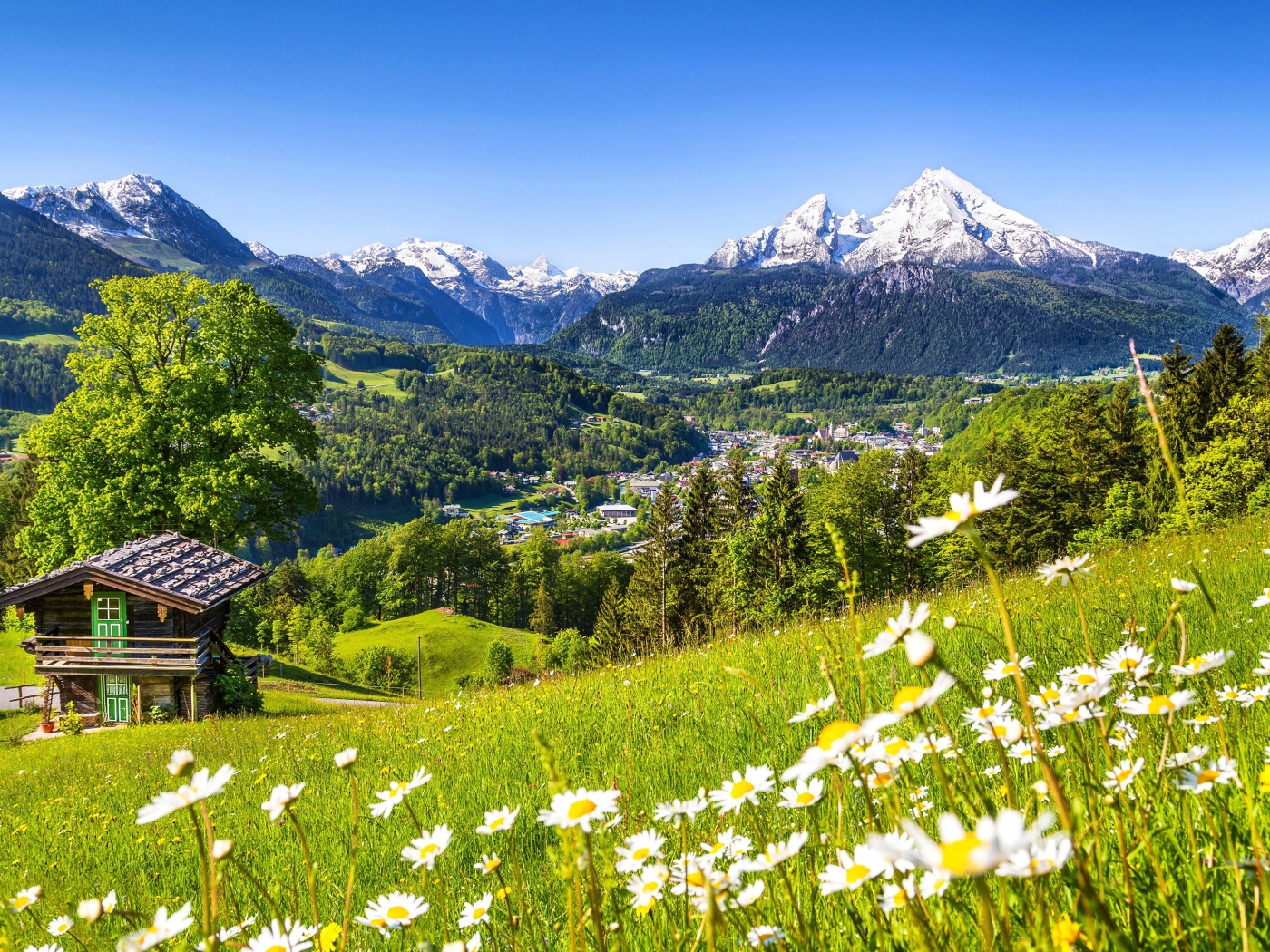 Зеленые цветущие альпийские луга на фоне заснеженных гор, Германия