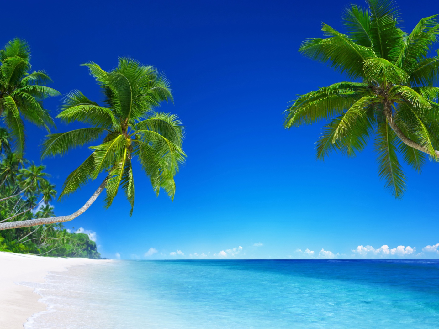 Зеленые пальмы на фоне голубого горизонта 