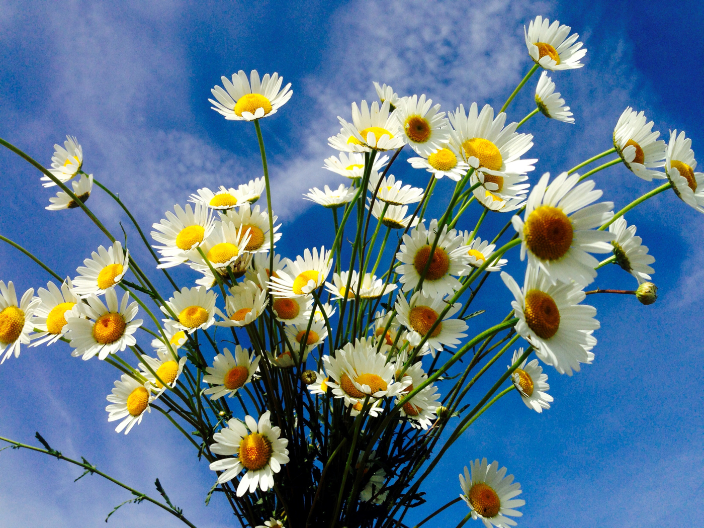 Beautiful white field chamomiles on blue sky background