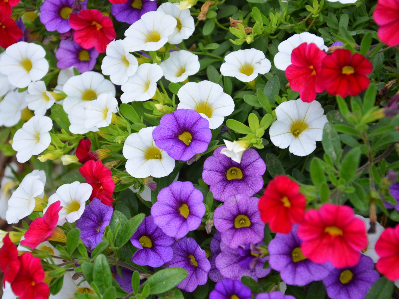Разноцветные цветы Калибрахоа на клумбе