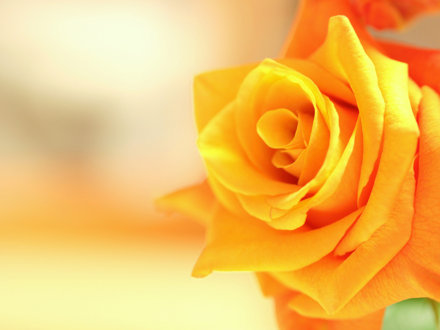 Оранжевый цветок роза крупным планом