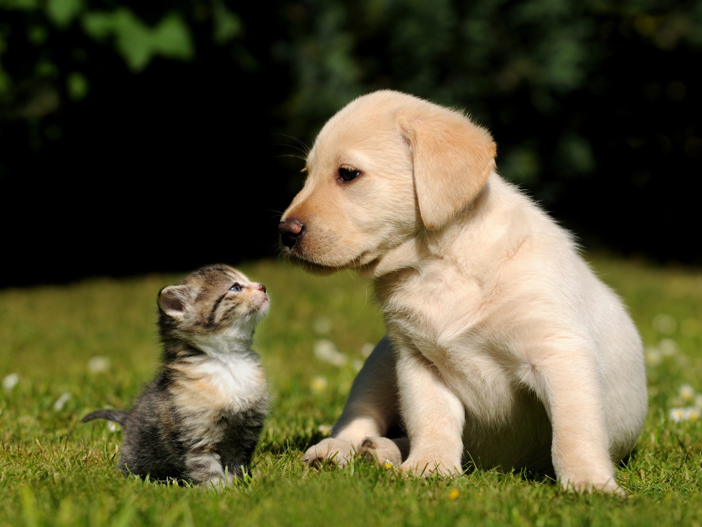 A small puppy of a golden retriever and a gray kitten on green grass