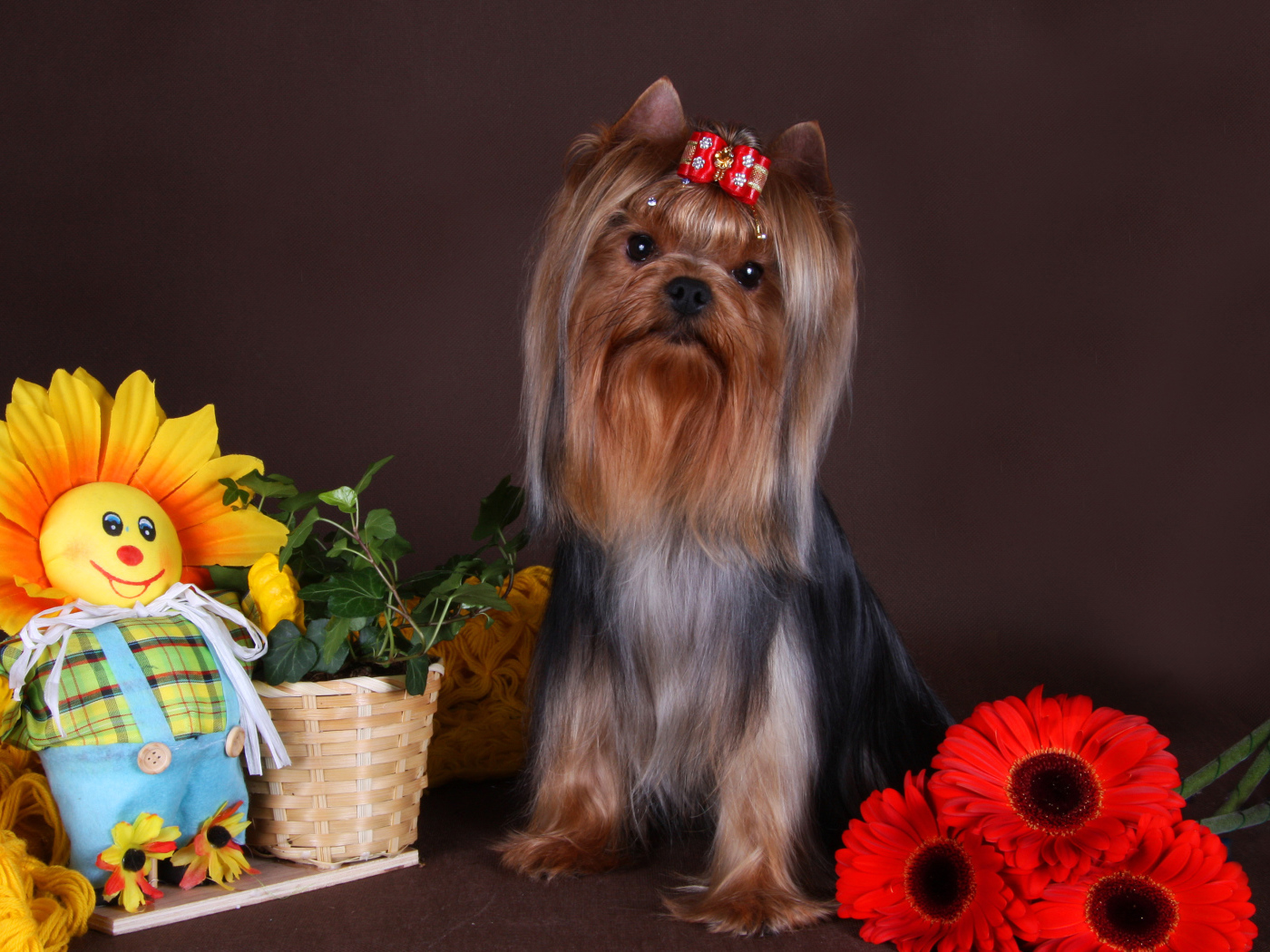 Yorkshire Terrier with bow on head