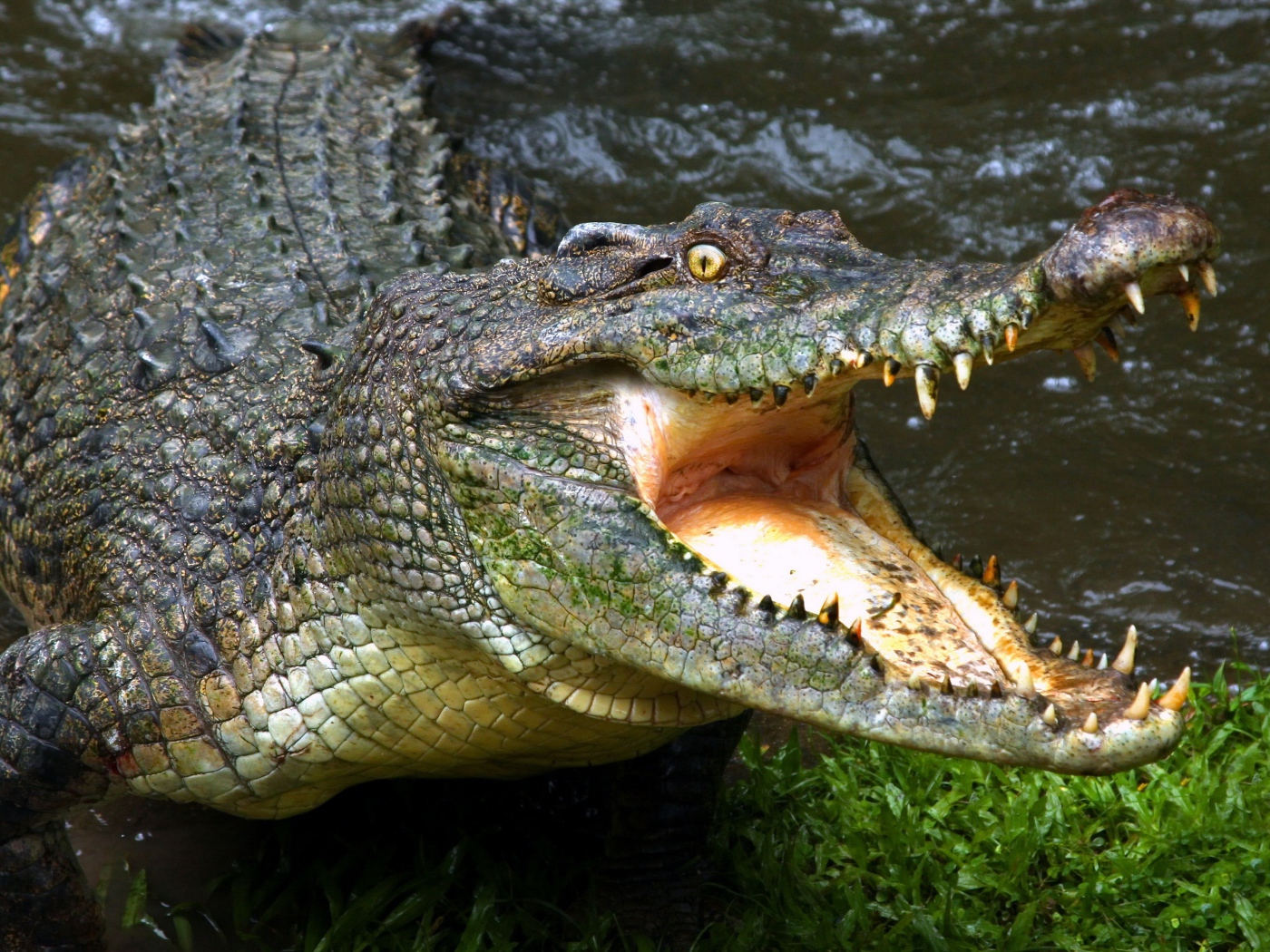 Зубастый крокодил с открытой пастью у водоема