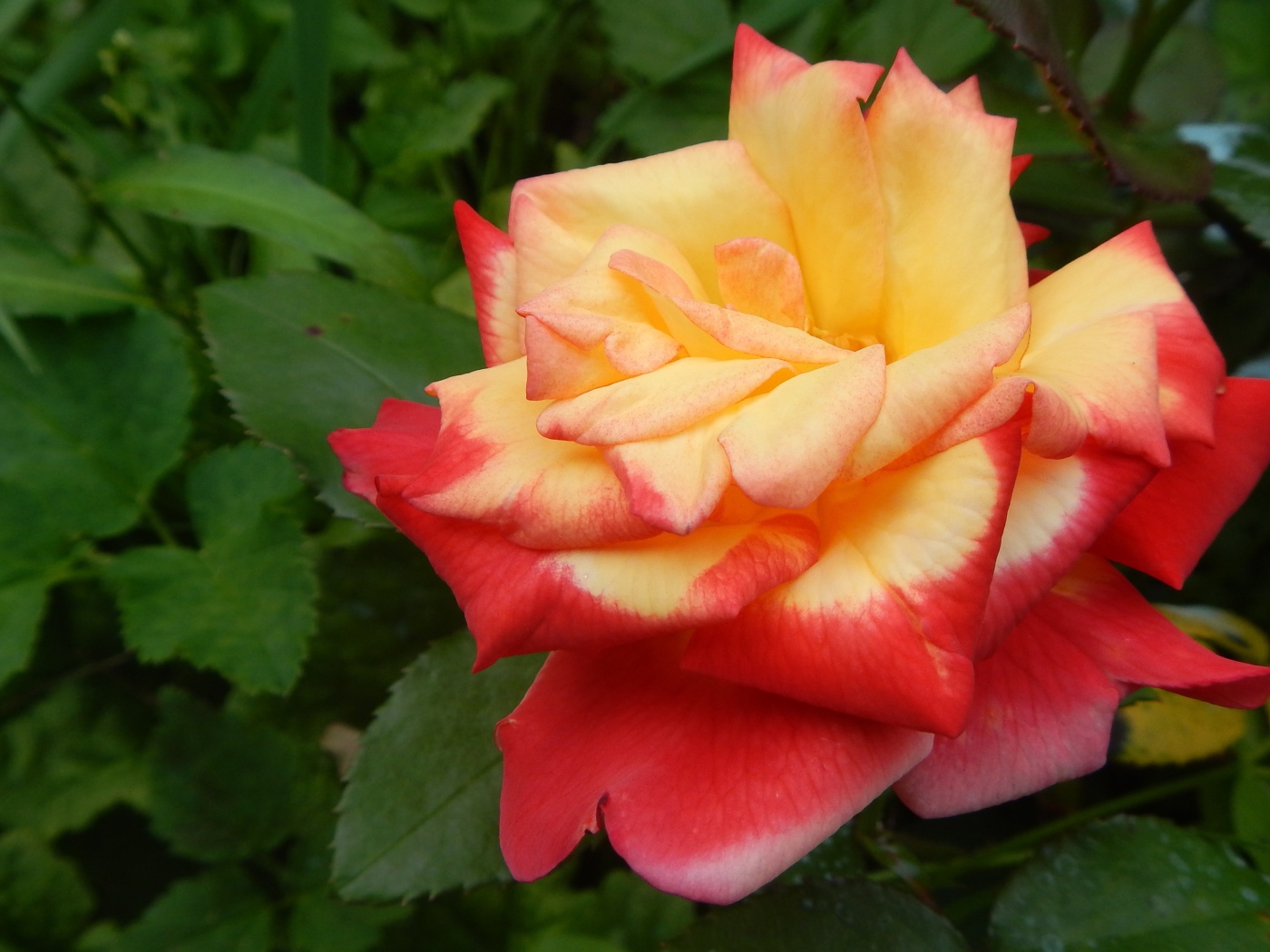 Beautiful red-yellow rose on a flower bed closeup