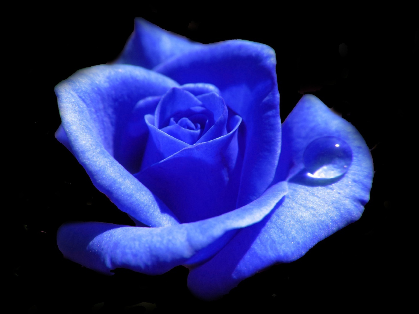 Голубая роза с каплей росы на лепестке 