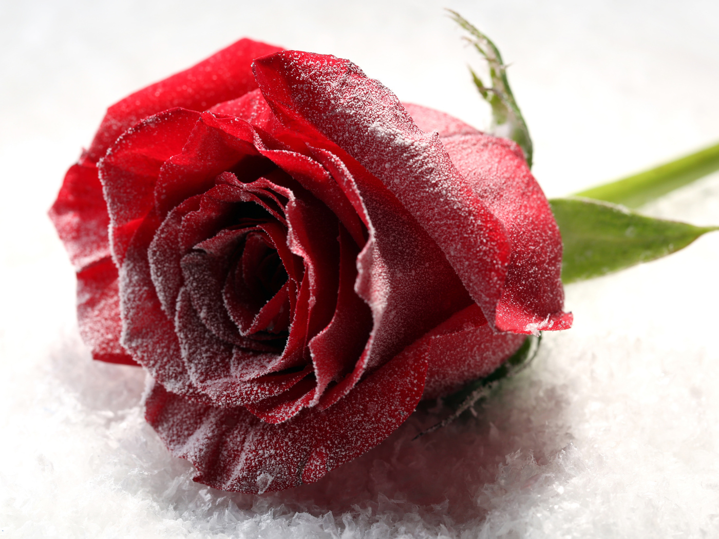 Покрытая инеем роза на снегу