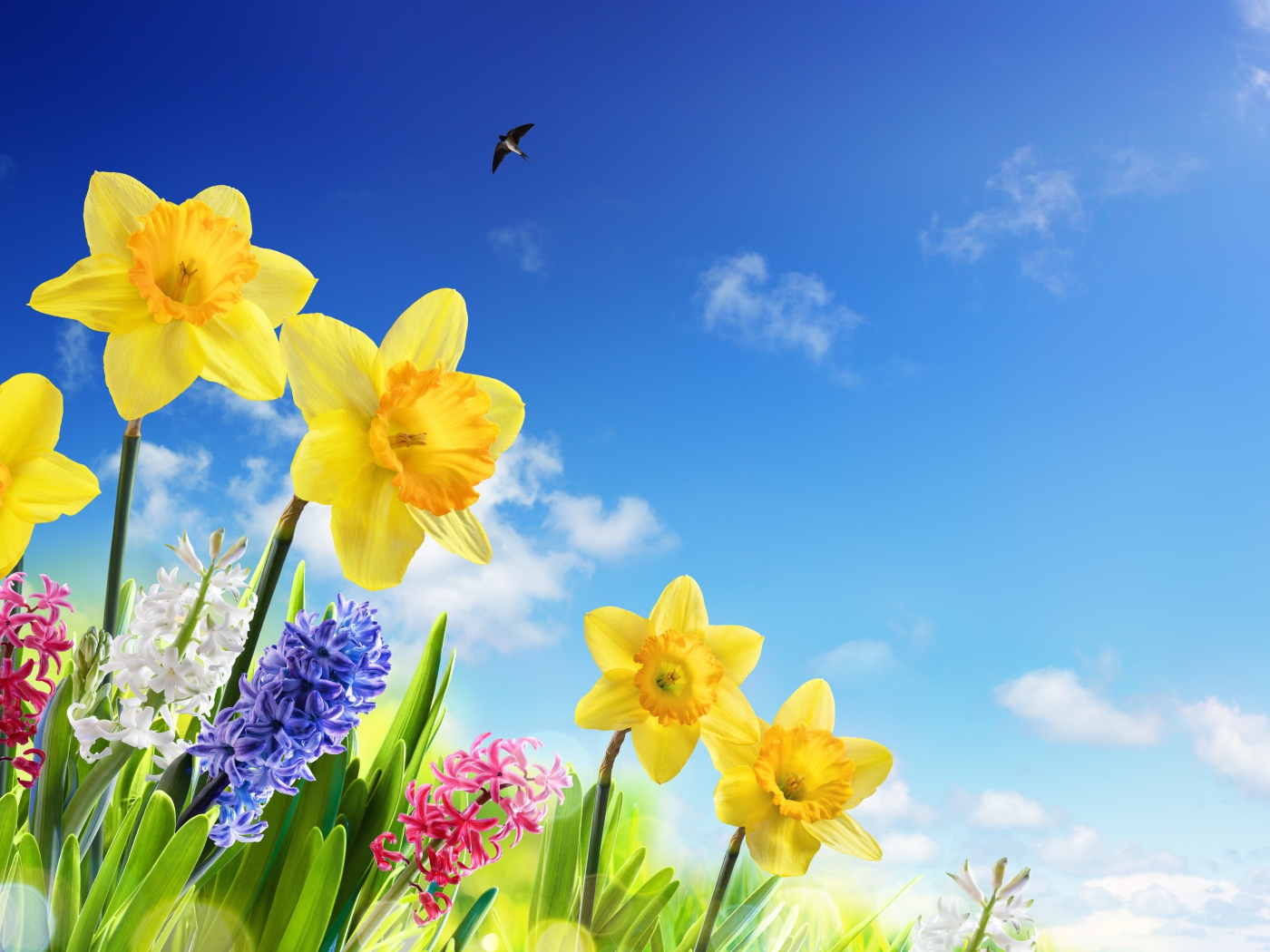 Yellow daffodils and hyacinths against the blue sky