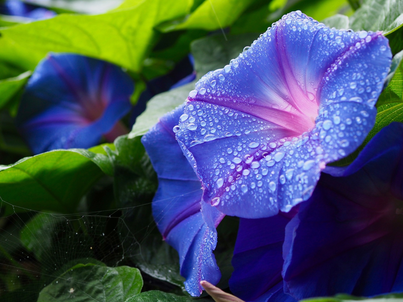 Синие цветы калачики с каплями росы на лепестках