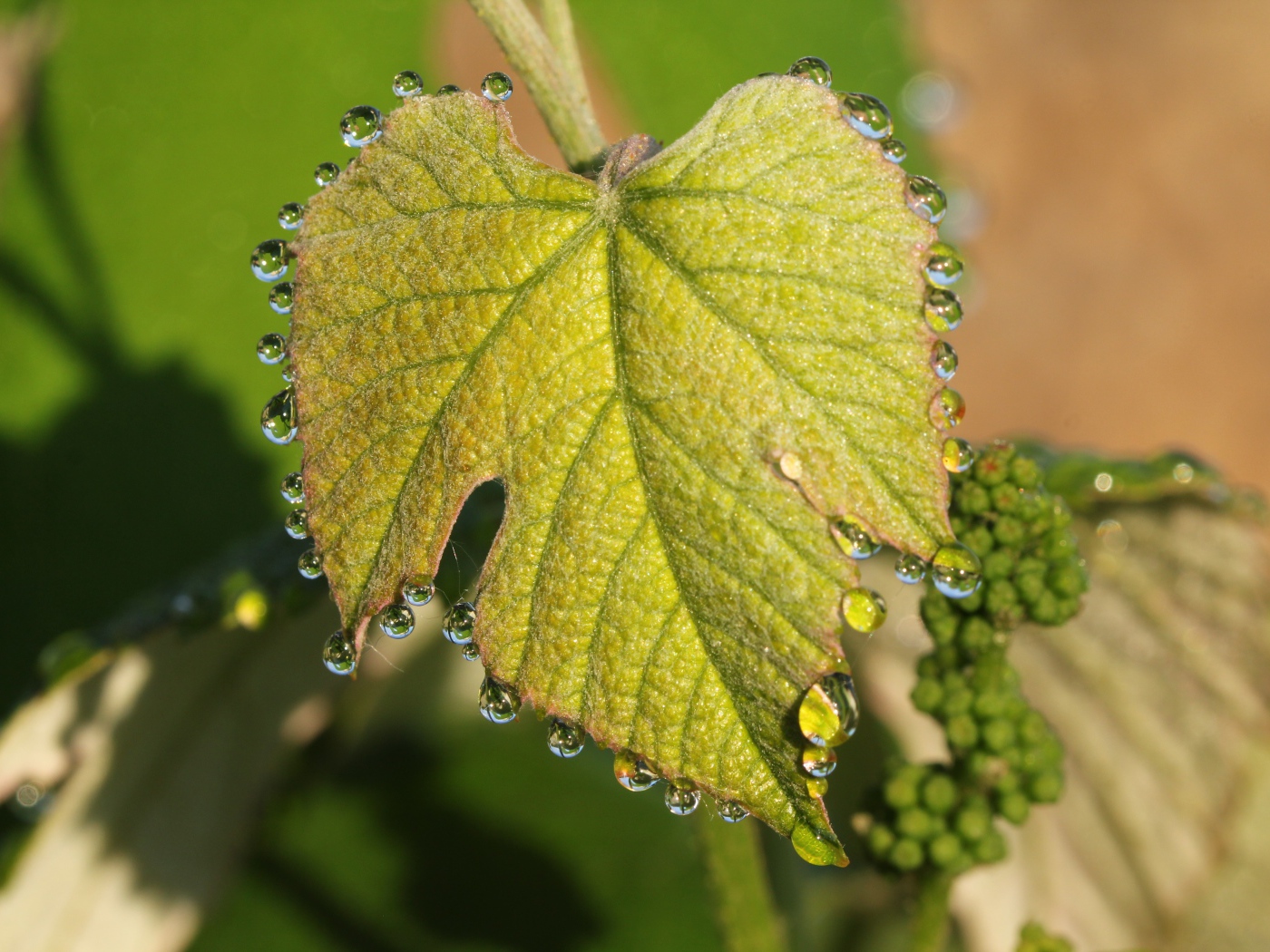 Капельки воды на молодом листе винограда весной