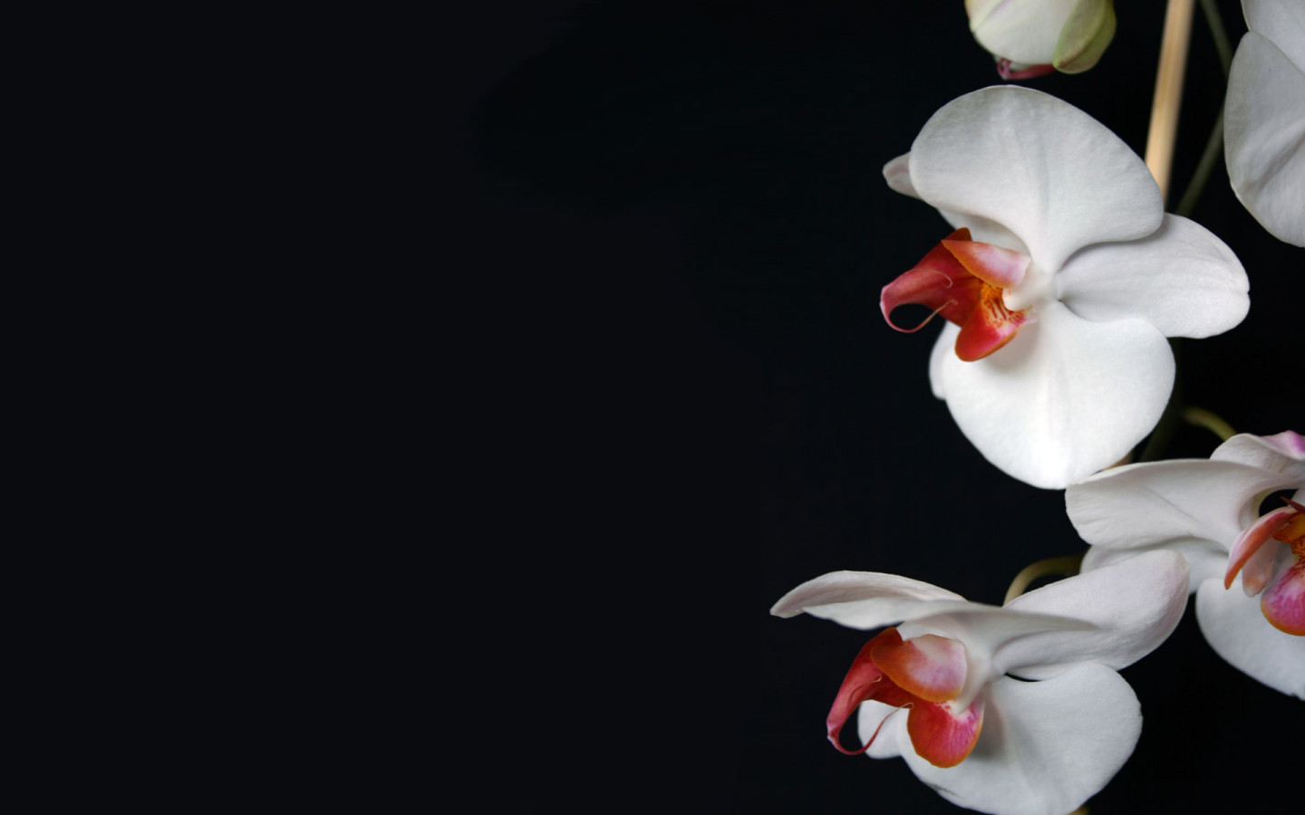 Previous, Nature - Flowers - White Orchid, Flowers wallpaper