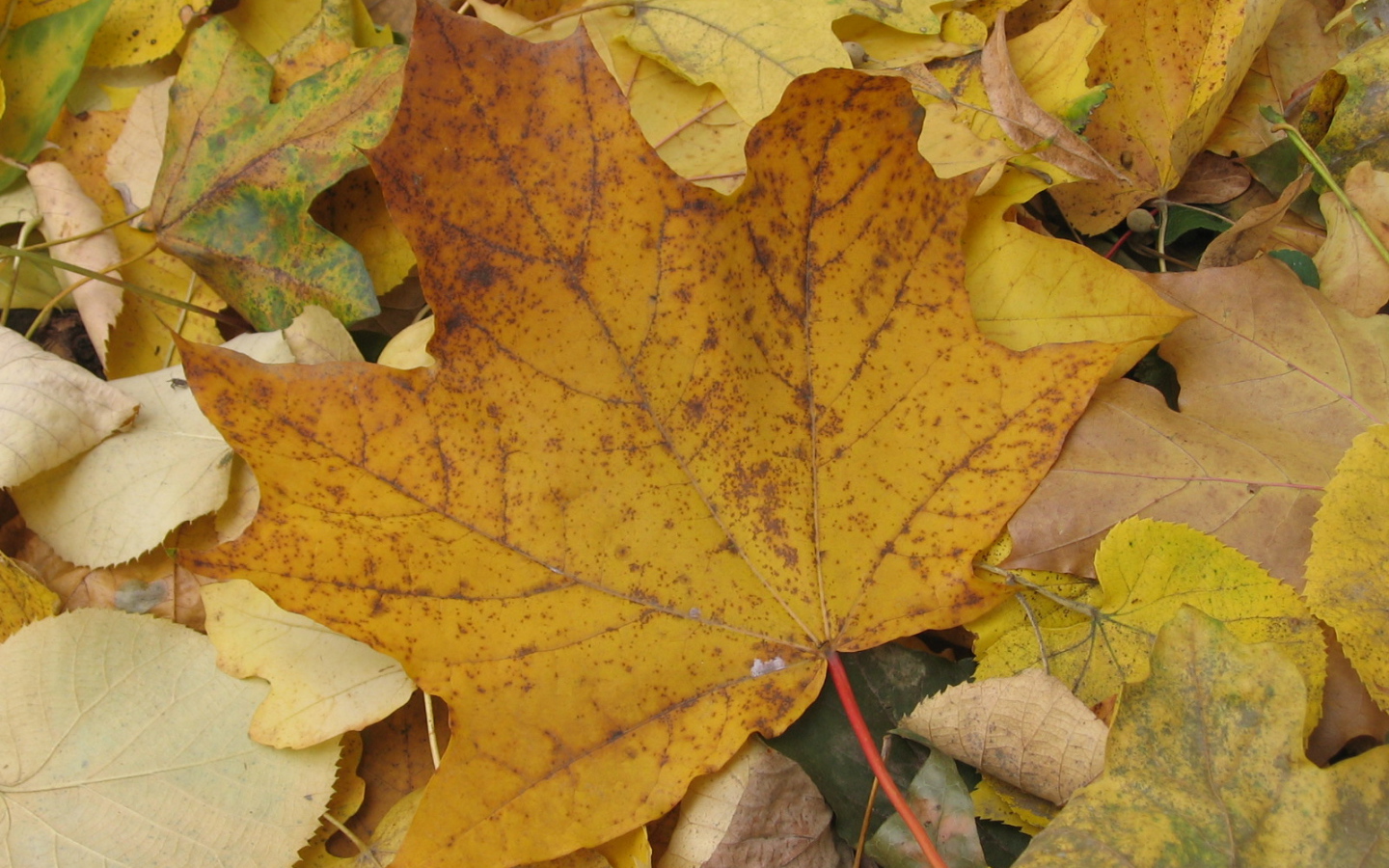 Old Autumn leaf