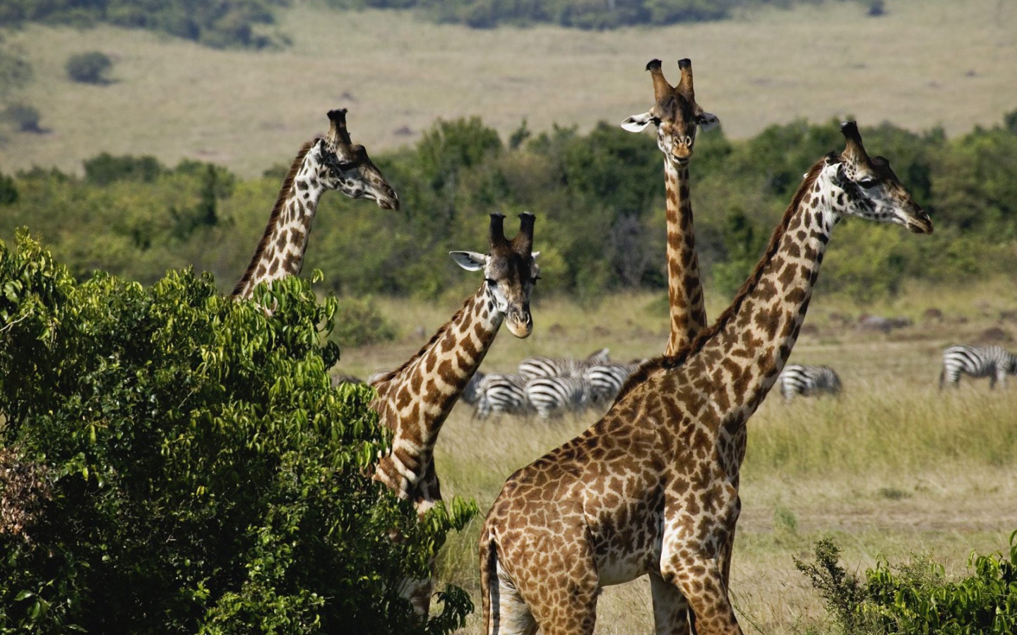 Жирафы / Охота в Масаи Мара / Кения / Африка