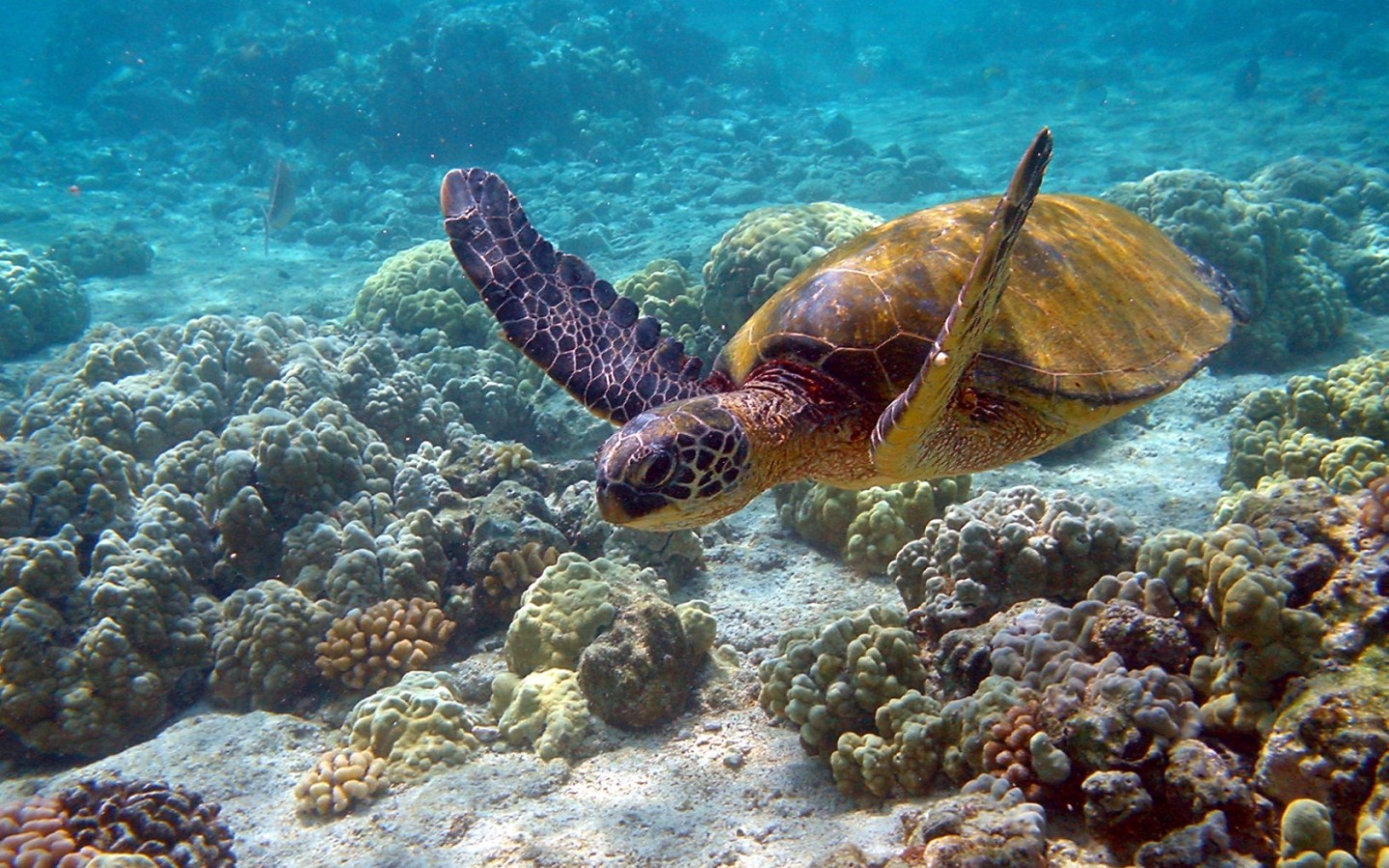 Previous, Animals - Under water - Sea turtle wallpaper
