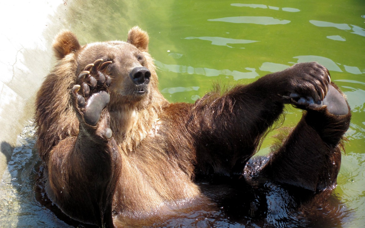 Animals_Beasts_Bathing_bear_024744_.jpg