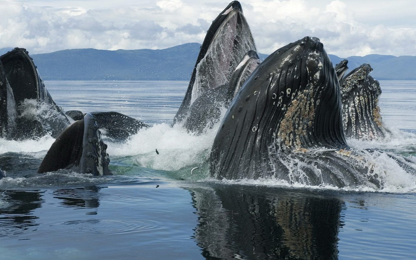 Горбатые киты