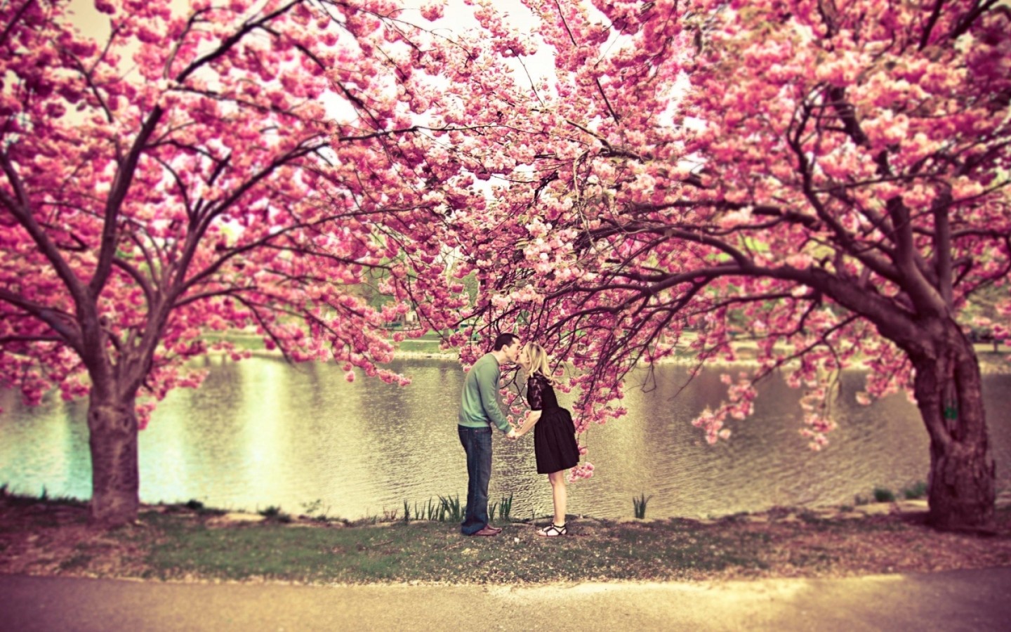 Lovers under a sakura