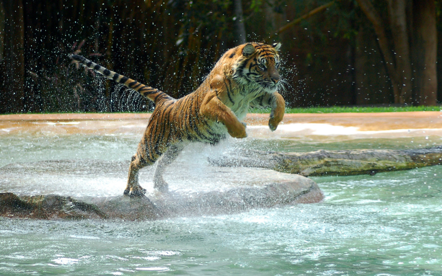 Tiger in a jump
