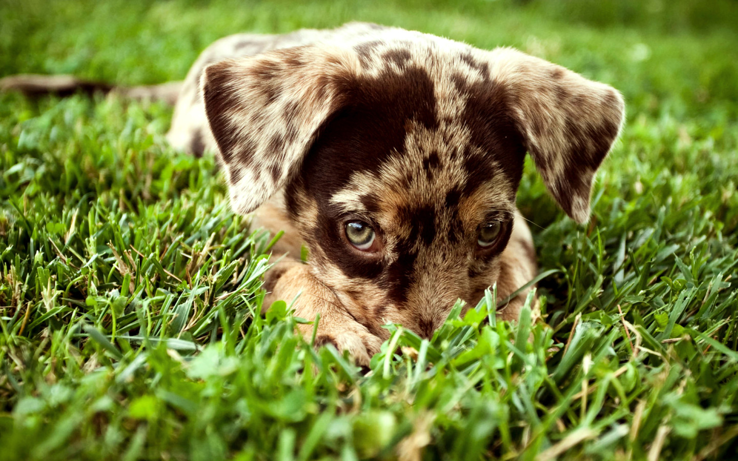 Puppy in the grass Desktop wallpapers 1440x900
