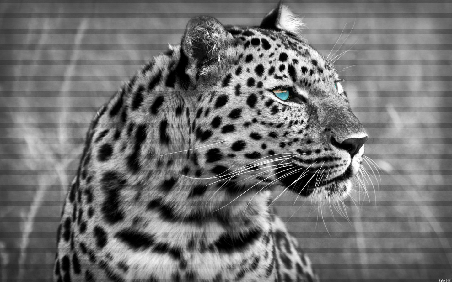 Black and white leopard