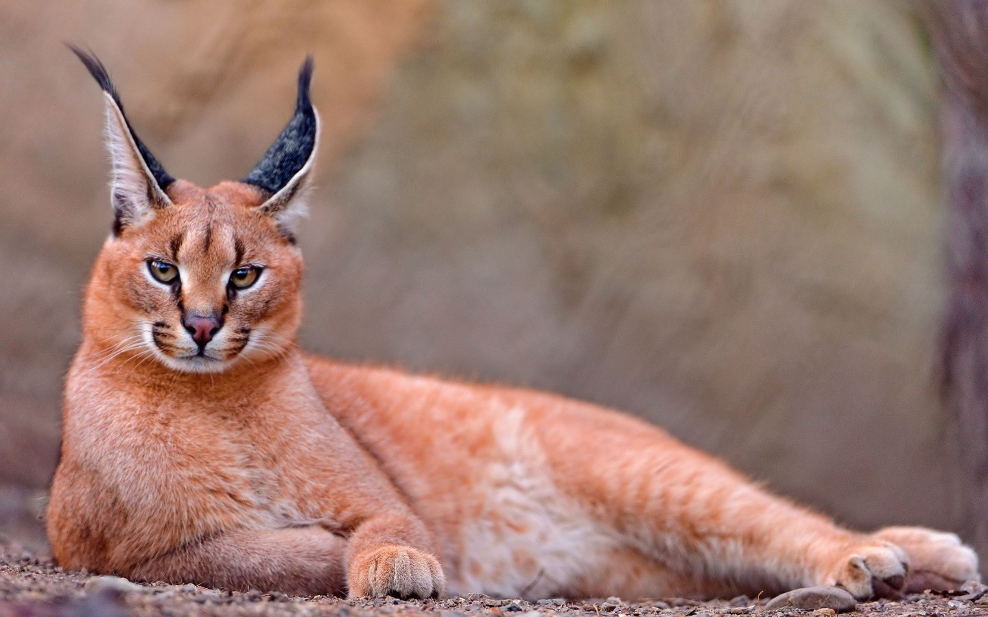 Animals_Lions__tigers__wild_cats_Caracal_034087_.jpg