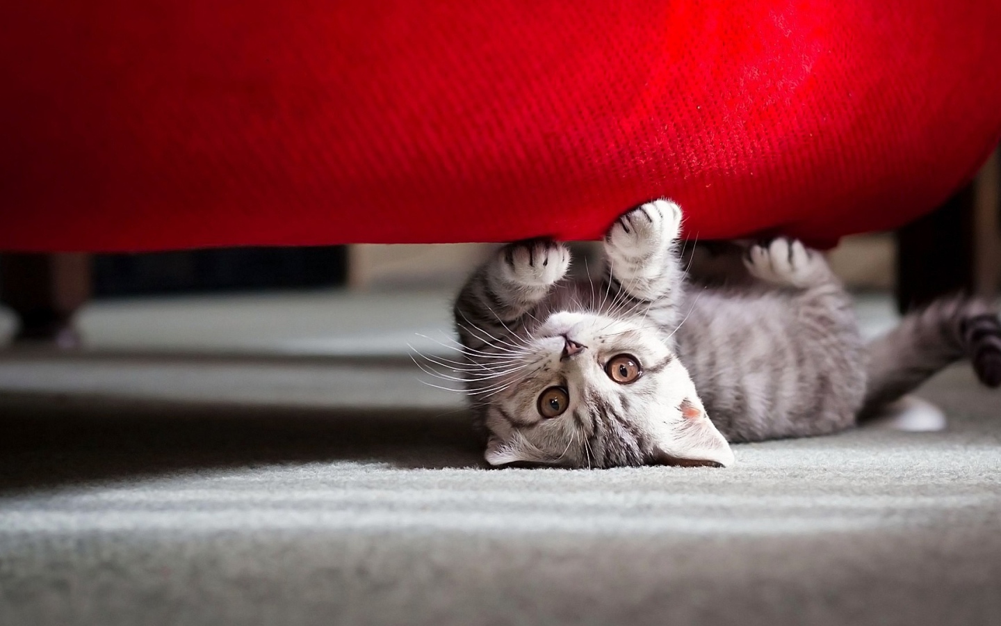 Котенок под диваном