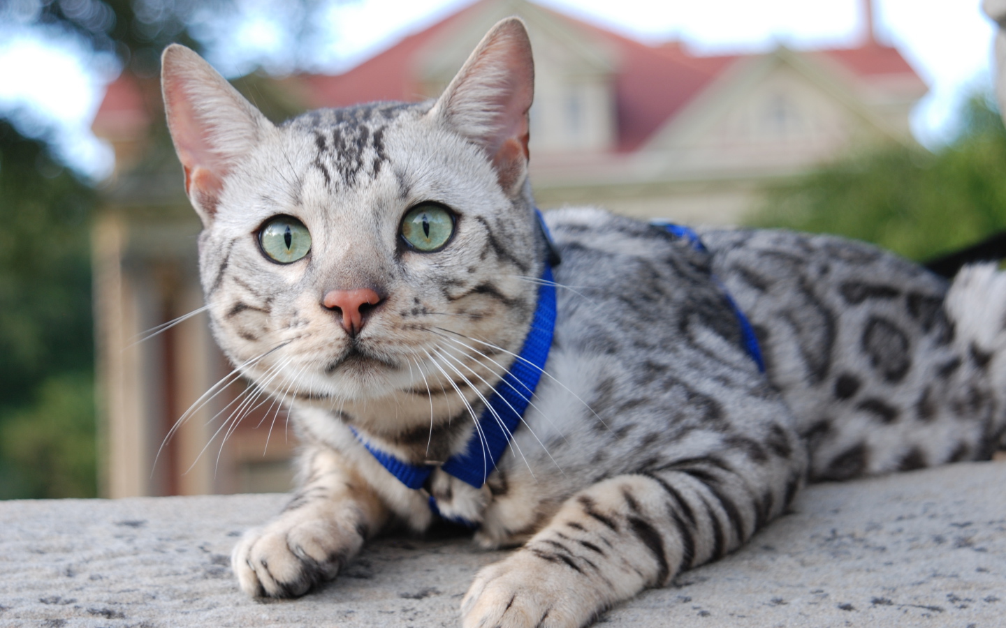 Серебристый бенгальский кот во дворе дома