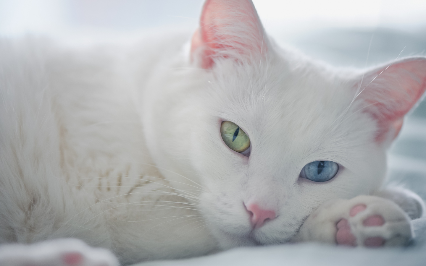 Белый кот с разными глазами отдыхает