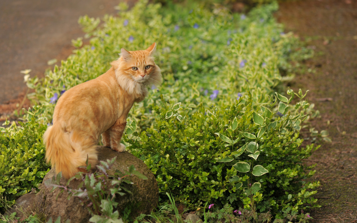 Рыжий красивый кот на камне